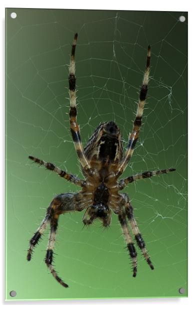 Orb Web Spider Acrylic by Chris Day