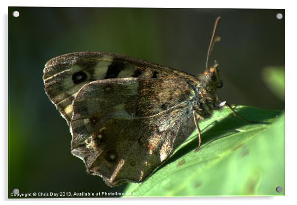 Speckled Wood Acrylic by Chris Day