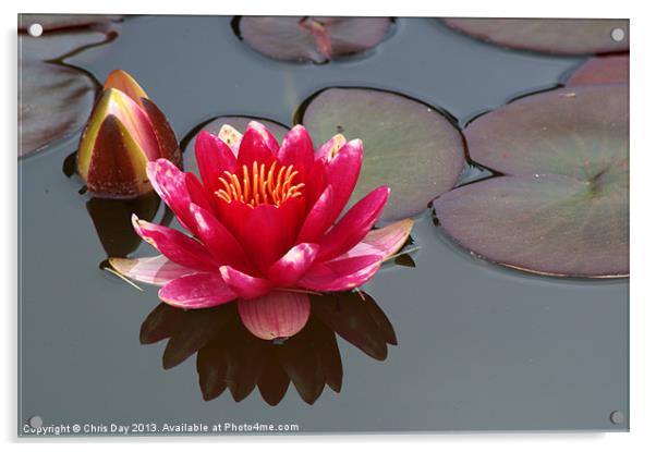 Water Lily Acrylic by Chris Day