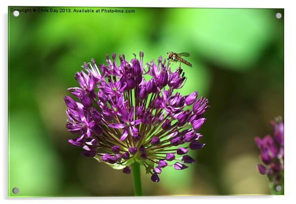 Allium Acrylic by Chris Day