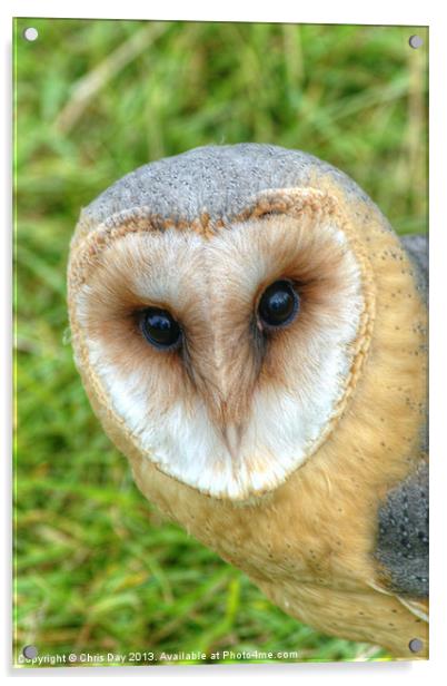 Barn Owl Acrylic by Chris Day