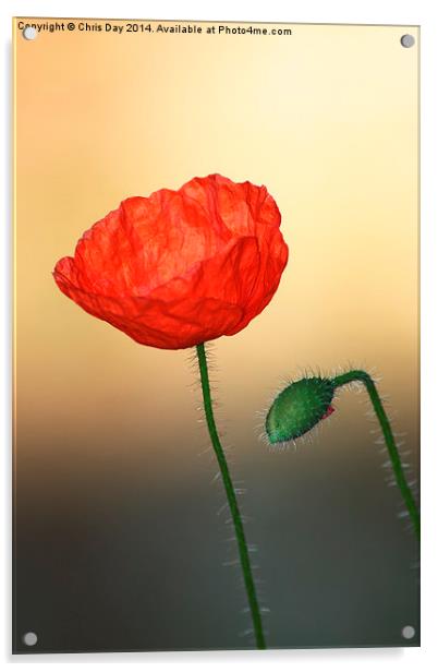 Poppy Acrylic by Chris Day