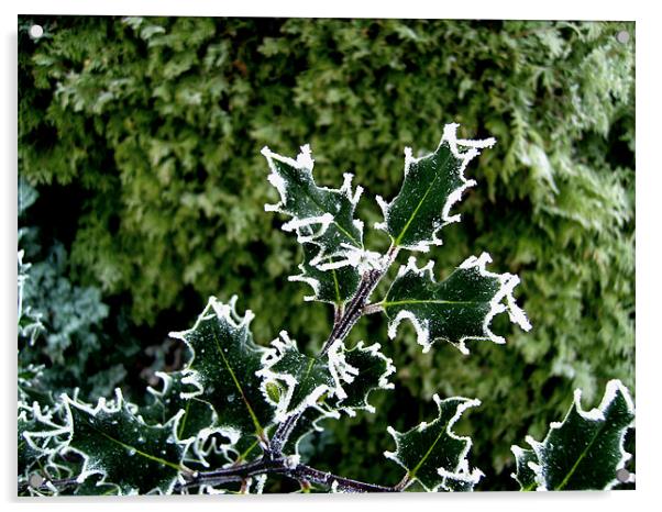 Freezing Holly Acrylic by Chris Day