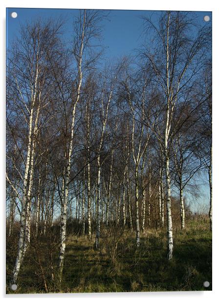 Silver Birch Trees Acrylic by Chris Day