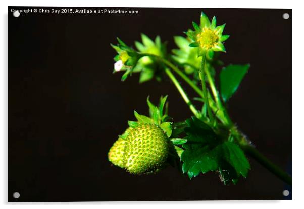 Strawberry Plant Acrylic by Chris Day