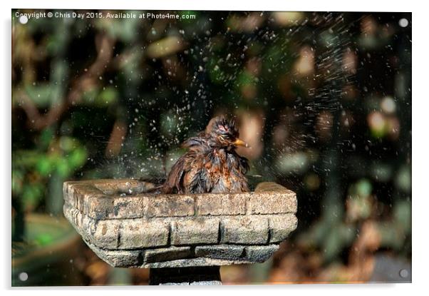 Juvenile Blackbird Washing Acrylic by Chris Day