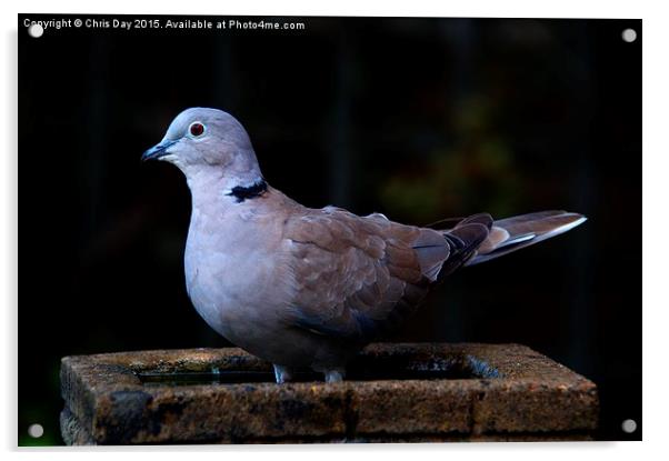 Collared Dove Acrylic by Chris Day