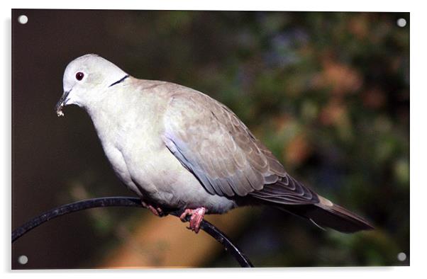 Dove Acrylic by Chris Day