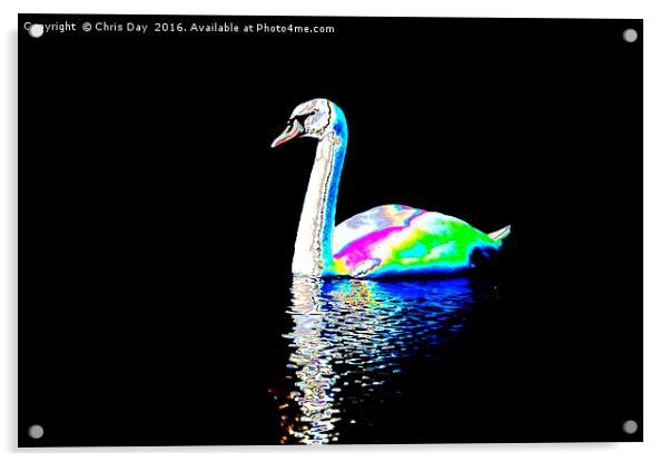 Mute Swan Acrylic by Chris Day