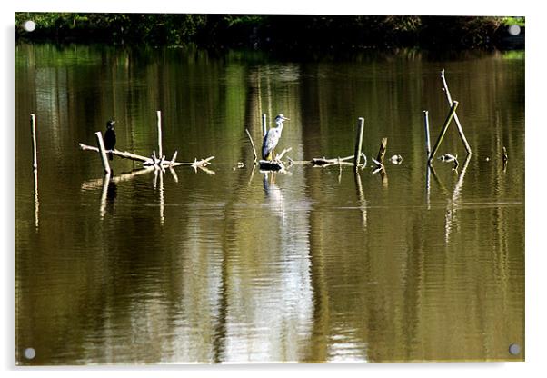 Grey Heron Perches Acrylic by Chris Day