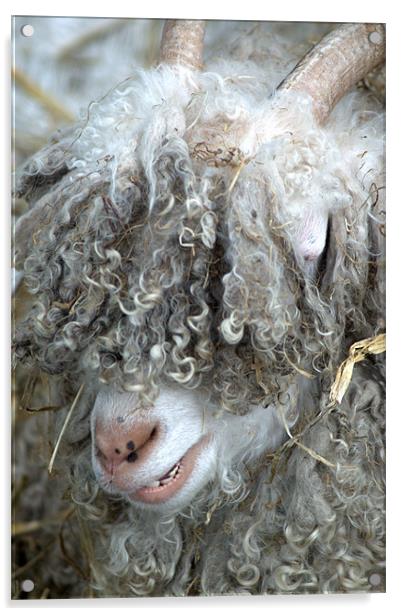 Angora Goat Acrylic by Chris Day