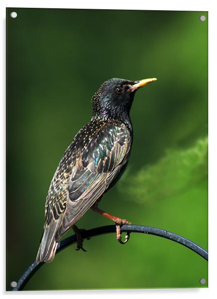 Spotted Starling Acrylic by Chris Day