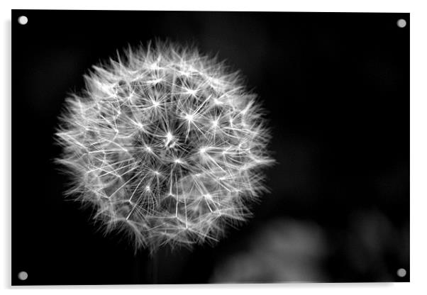 Dandelion seed head (crepis) in Black and white Acrylic by Chris Day