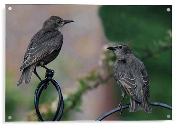Two Juvenile Starlings Acrylic by Chris Day