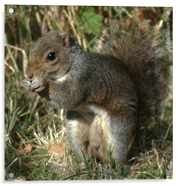 Grey Squirrel Acrylic by Chris Day