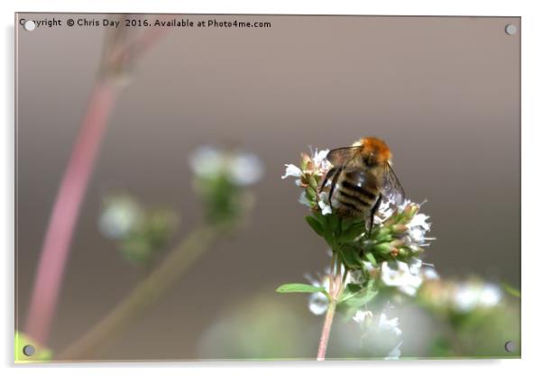 Common Bee Acrylic by Chris Day