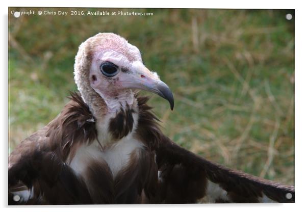 African Hooded Vulture Acrylic by Chris Day