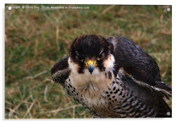 Peregrine Falcon Acrylic by Chris Day