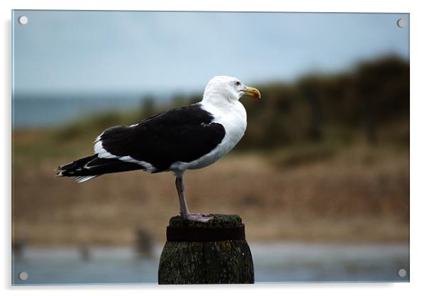 Great black backed gull (larus marinus) Acrylic by Chris Day