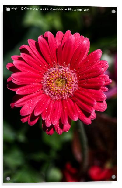 Pink Gerbera  Acrylic by Chris Day