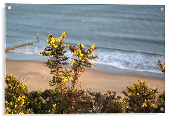 Gorse Acrylic by Chris Day