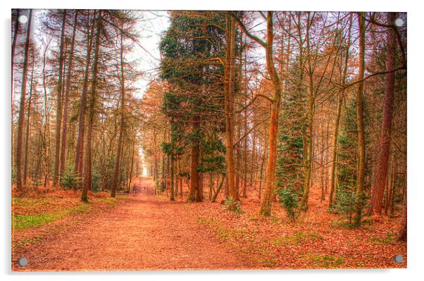 Woodland Path Acrylic by Chris Day