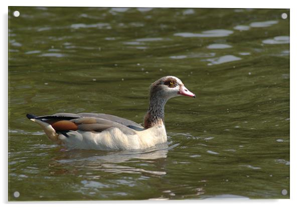 Greylag Goose Acrylic by Chris Day