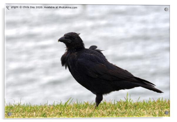 Caw said the Crow on the Hoe Acrylic by Chris Day