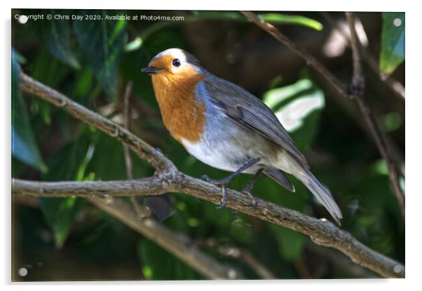 Robin Acrylic by Chris Day