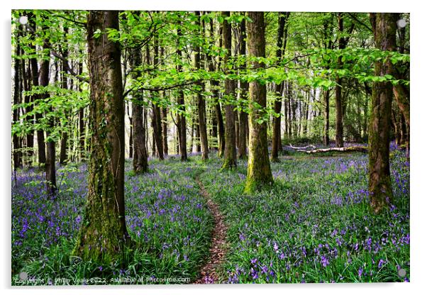 Bluebells Blanket the Forest Floor at Coed Cefn. Acrylic by Philip Veale