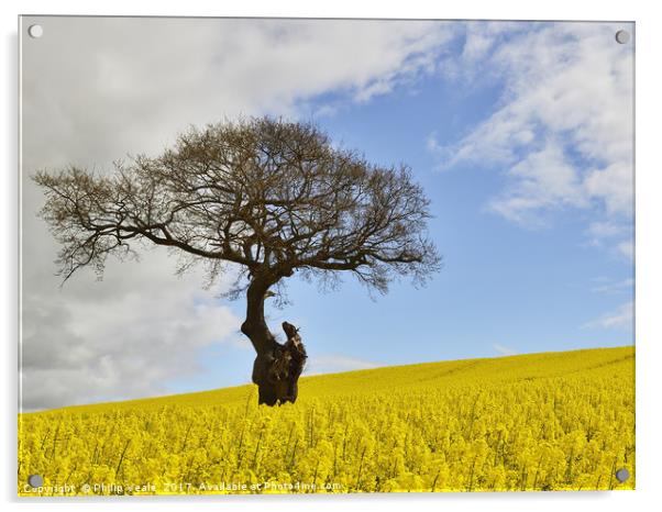 Old Gnarled Tree in Rapeseed Field. Acrylic by Philip Veale