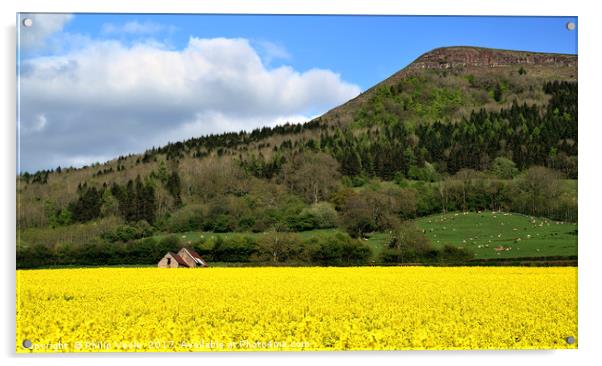 Skirrid's Rapeseed Yellow Symphony. Acrylic by Philip Veale