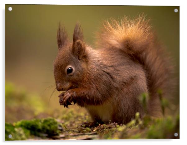 Red Squirrel Acrylic by Chantal Cooper