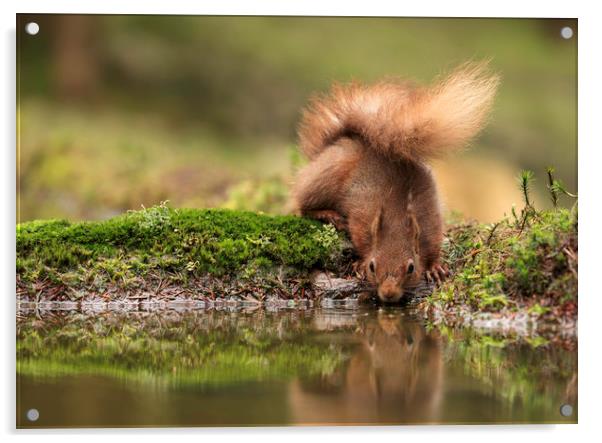 Red Squirrel drinking from a pool of water with pa Acrylic by Chantal Cooper