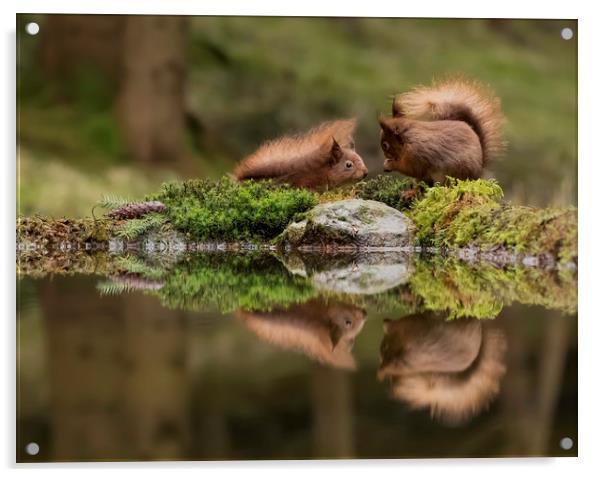 Two Red Squirrels Acrylic by Chantal Cooper
