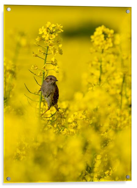 Bird in the Rape Field Acrylic by Chantal Cooper