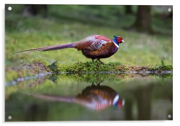 Male Pheasant and reflection Acrylic by Chantal Cooper