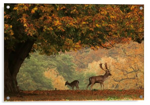 Stag and Doe in Autumn Acrylic by Chantal Cooper