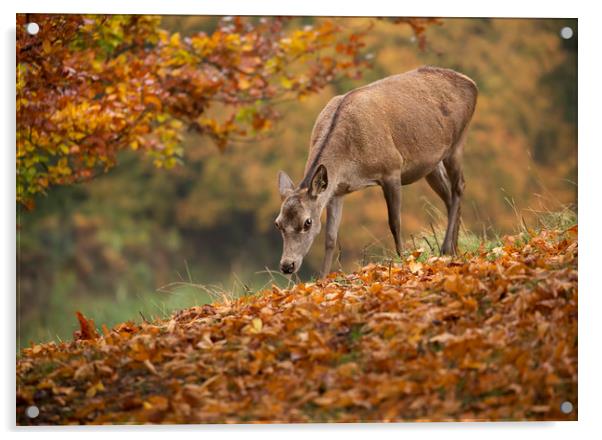 Fallow Doe Deer in Autumn Acrylic by Chantal Cooper