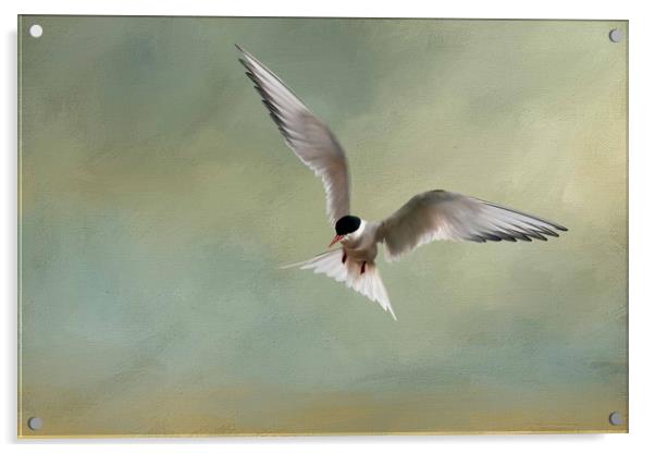 Arctic Tern in Flight Acrylic by Chantal Cooper