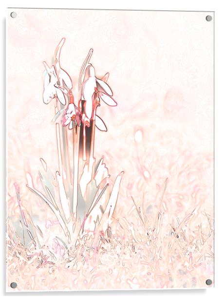 Snowdrop Sketch in Pink Acrylic by Chantal Cooper