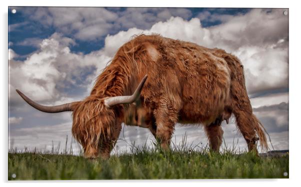 Highland Cattle from Low Point of View Acrylic by Chantal Cooper