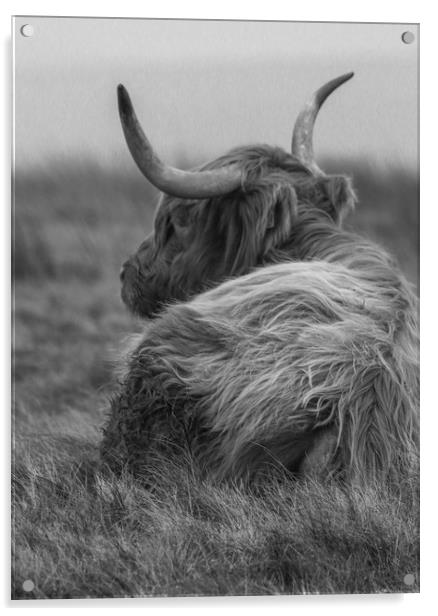 Highland Cow in black and white Acrylic by Chantal Cooper