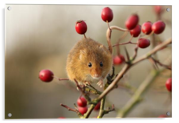 A Harvest Mouse sitting on a branch of Red Berries Acrylic by Chantal Cooper
