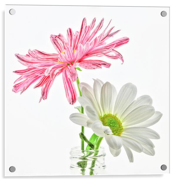 Two high key macro daisies in a vase Acrylic by Chantal Cooper