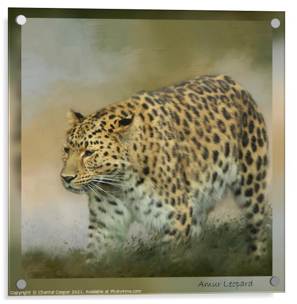Amur Leopard Acrylic by Chantal Cooper
