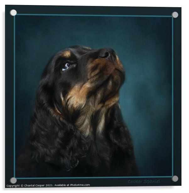 Cocker Spaniel Portrait Acrylic by Chantal Cooper