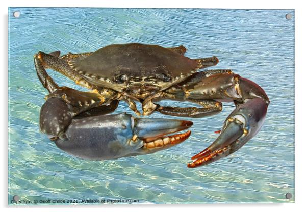 Live Australian Giant Mud Crab closeup. Acrylic by Geoff Childs