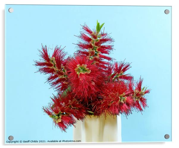 Red Bottlebrush flowering plant in a vase.  Acrylic by Geoff Childs