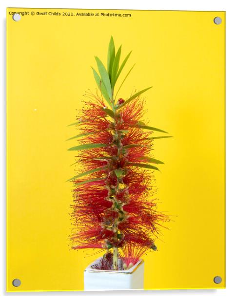 Single Red Bottlebrush flower isolated on yellow. Acrylic by Geoff Childs